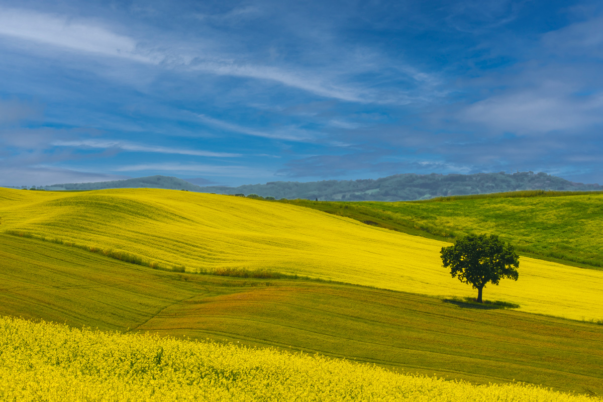 Rolling hills with tree under blue sky.