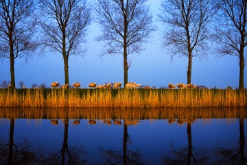 Near Rustenberg, Holland