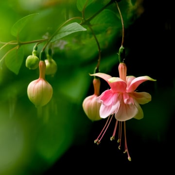 Fuschia