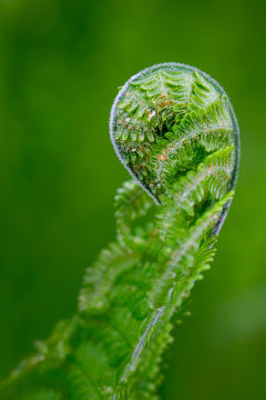 Spring fern