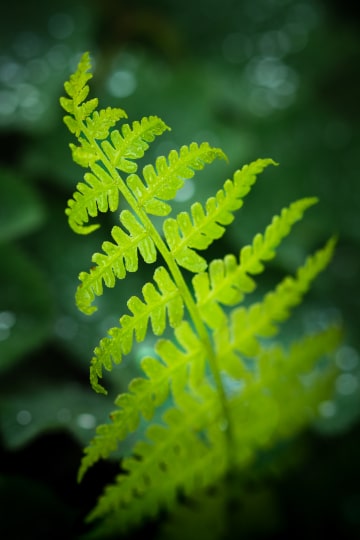 Dancing Fern