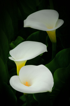 Callas