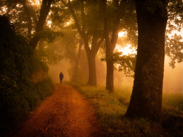 Early morning fog, Tuscany