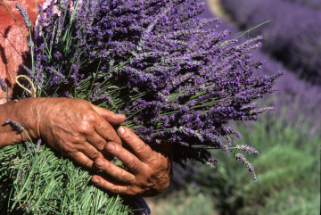 Working Hands, Provence