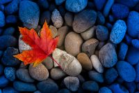 Red maple leaf on smooth blue stones